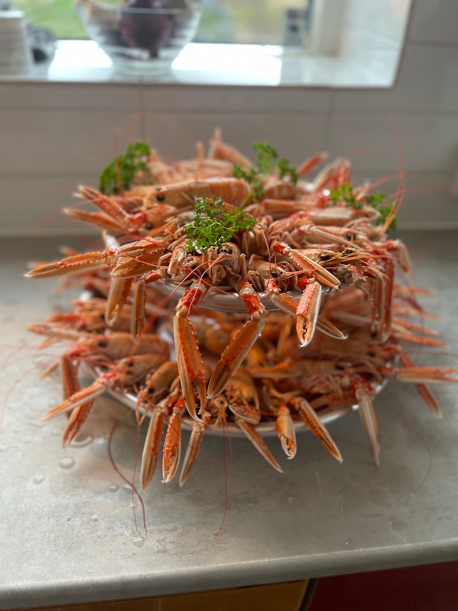 Havskräftor från den bohusländska kusten