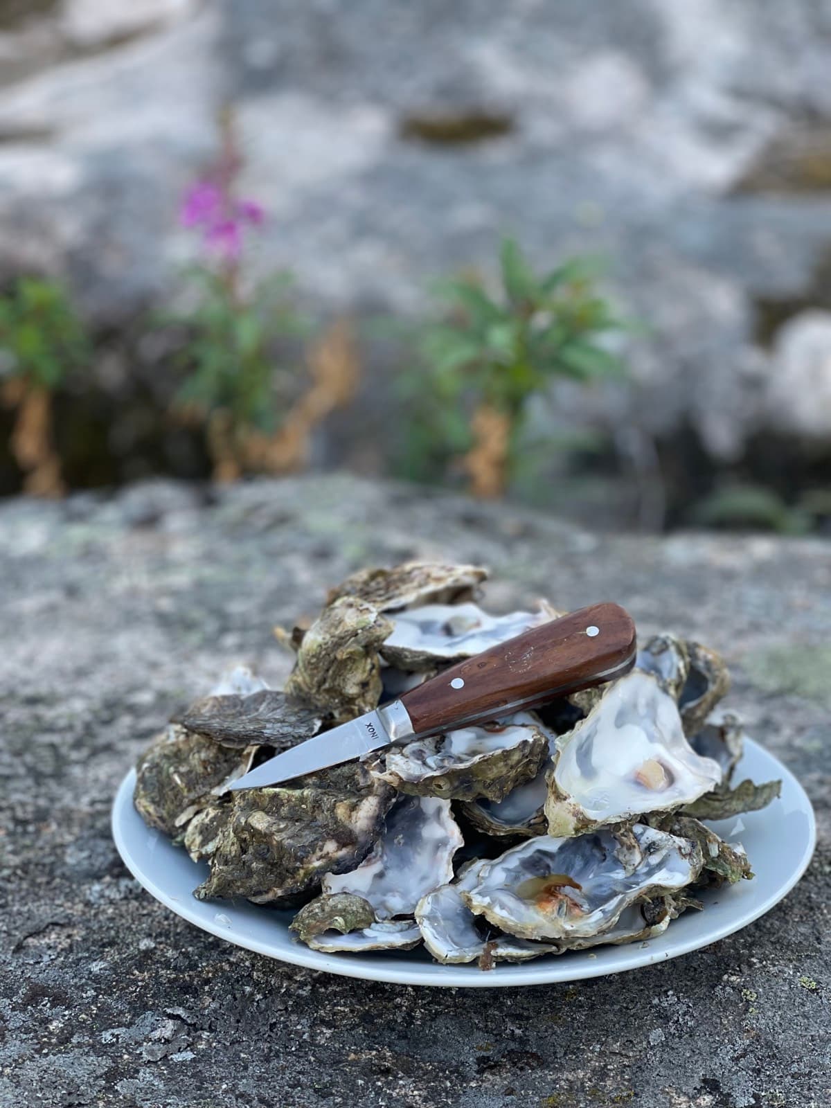 Färska ostron serverade på klipporna