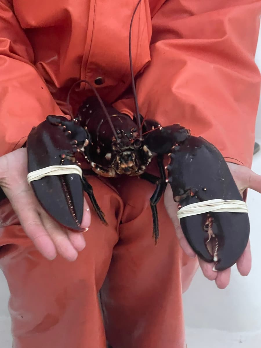 Färsk hummer på klipporna i Bohuslän vid solnedgång